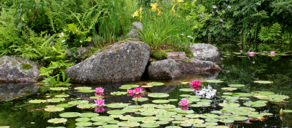 Teich Pflanzen, Gartenteich Pflanzen